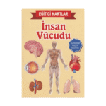 Eğitici Kartlar - İnsan Vücüdu