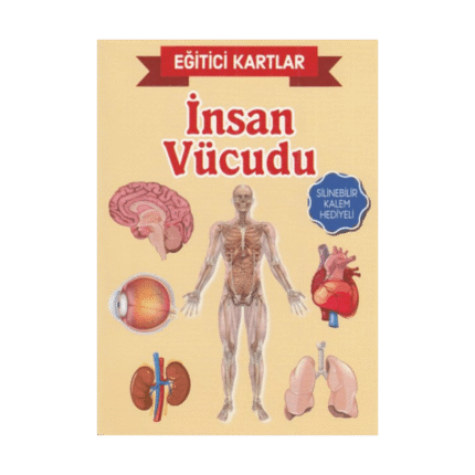 Eğitici Kartlar - İnsan Vücüdu