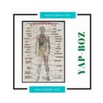 Hikayeli Yapboz 30*40 VÜCUDUMUZ (40lı) - Ema Yayınları